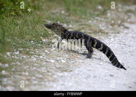 Junger Alligator über den Trail Weg direkt vor mir!  Es war ca. 1,5 m oder 5ft lang. April 2016 Stockfoto