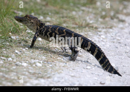 Junger Alligator über den Trail Weg direkt vor mir!  Es war ca. 1,5 m oder 5ft lang. April 2016 Stockfoto