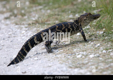 Junger Alligator über den Trail Weg direkt vor mir!  Es war ca. 1,5 m oder 5ft lang. April 2016 Stockfoto