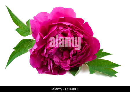 Rosa Pfingstrose Blumen auf weiß Stockfoto