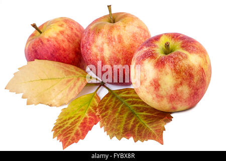 Rote Äpfel mit Herbst Blätter. Herbst-Stilleben. Stockfoto