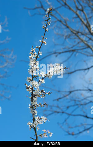 Schlehe-Blüten Stockfoto