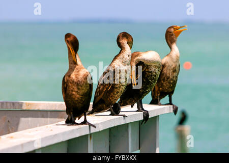Vier Kormorane sitzen am Clearwater Beach Pier in Florida Stockfoto