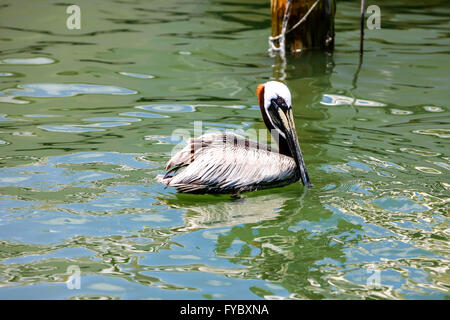 Brown Pelican schwimmen in den Gewässern von Clearwater Harbor in Florida Stockfoto