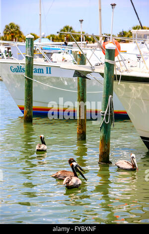 Pelikane und Boote im Hafen von Clearwater und Marina in Florida Stockfoto