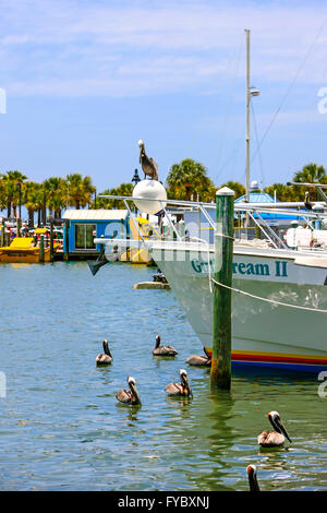 Pelikane und Boote im Hafen von Clearwater und Marina in Florida Stockfoto