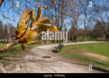 Kastanie Knospe im Park Stockfoto