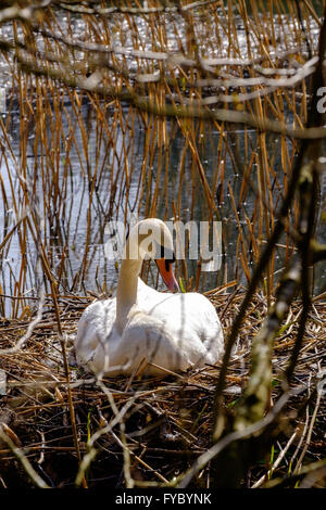 Höckerschwan sitzen auf Nest im Schilf im Cannop Teiche, Wald des Dekans, Engalnd UK zu schlüpfen. April Stockfoto