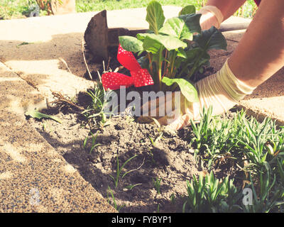 eine Blume Pflanzen Stockfoto