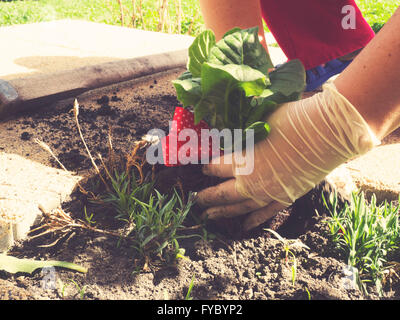 Das Einpflanzen einer Blume Stockfoto