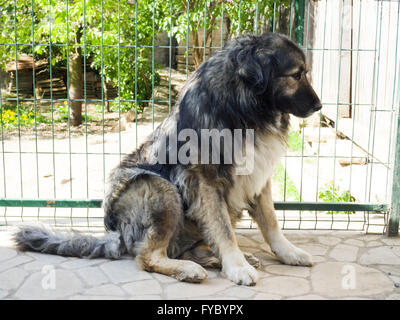 Kaukasischer Schäferhund Stockfoto