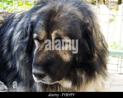Kaukasischer Schäferhund Stockfoto