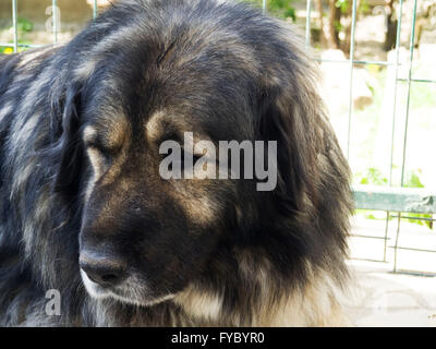 Kaukasischer Schäferhund Stockfoto