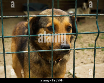 Trauriger Hund im Tierheim Stockfoto