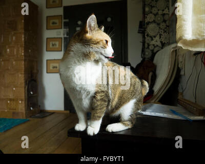 der Happy cat Stockfoto