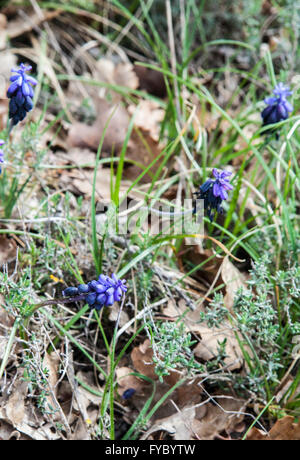 Muscari neglectum Stockfoto