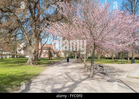 Frühling im ikonischen Park Trägardsföreningen in Linköping, Schweden Stockfoto