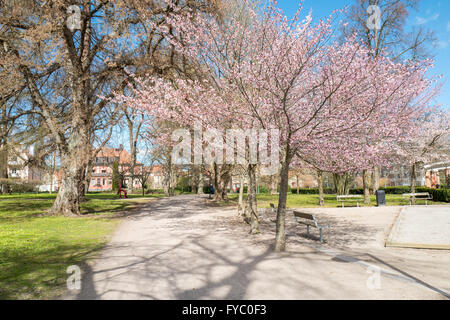 Frühling in den berühmten Park Tradgardsforeningen in Linköping, Schweden Stockfoto