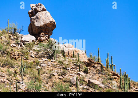 Saguaro-Nationalpark Stockfoto