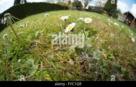 Einsame Löwenzahn Uhr Saatgut Kopf Rasen und Daisys verstreut im Wind säen und Unkraut Streugut geblasen Stockfoto