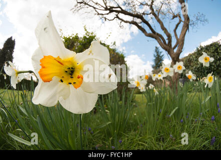 Gärtner schlimmste Angst vor Beschädigung der Blumen durch Schädlinge Insekten Schnecken gegessen Blütenblätter zerstört aber leckeres Essen für Schädlingsbekämpfung Stockfoto