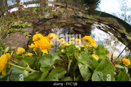 Helles Doppelzimmer Marsh Marigold eine mehrjährige krautige Pflanze die Butterblume Familie Butterblume am Ufer Teich See Stockfoto