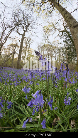 viele Glockenblumen in einer alten Buche Eiche und Birke Wald bodenbedeckend Boden unter Baumkronen Stockfoto