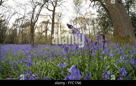 viele Glockenblumen in einer alten Buche Eiche und Birke Wald bodenbedeckend Boden unter Baumkronen Stockfoto
