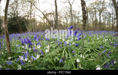 viele Glockenblumen in einer alten Buche Eiche und Birke Wald bodenbedeckend Boden unter Baumkronen Stockfoto
