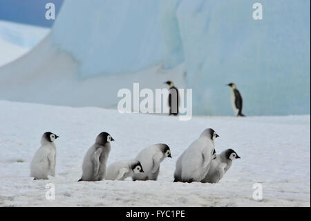 Kaiserpinguine Küken Stockfoto