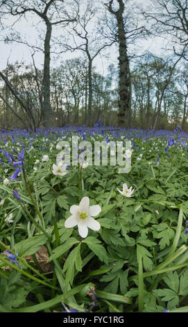 viele Glockenblumen in einer alten Buche Eiche und Birke Wald bodenbedeckend Boden unter Baumkronen Stockfoto