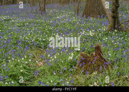 viele Glockenblumen in einer alten Buche Eiche und Birke Wald bodenbedeckend Boden unter Baumkronen Stockfoto