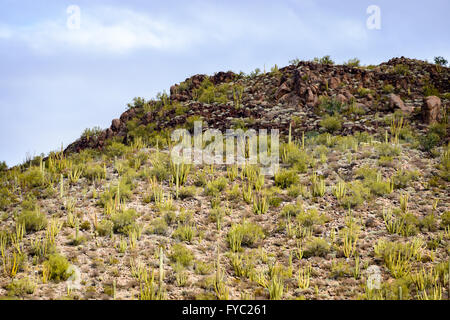 Organ Pipe Cactus Nationalmonument Stockfoto