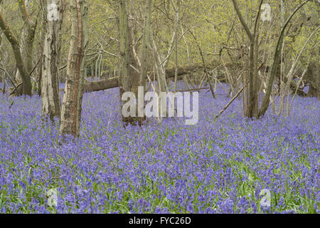 viele Glockenblumen in einer alten Buche Eiche und Birke Wald bodenbedeckend Boden unter Baumkronen Stockfoto