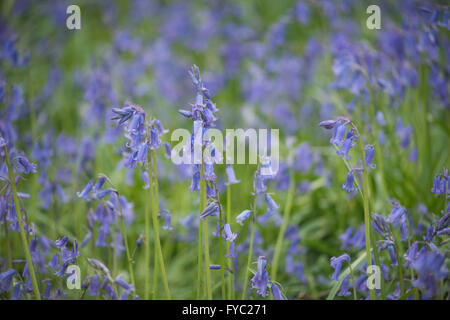 viele Glockenblumen in einer alten Buche Eiche und Birke Wald bodenbedeckend Boden unter Baumkronen Stockfoto