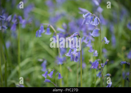 viele Glockenblumen in einer alten Buche Eiche und Birke Wald bodenbedeckend Boden unter Baumkronen Stockfoto