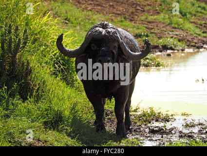 Aggressive Kaffernbüffel (Syncerus Caffer) mit riesigen Hörnern beschichtet im Schlamm suhlen in schlammigen Wasserloch in Laikipia, Kenia Stockfoto