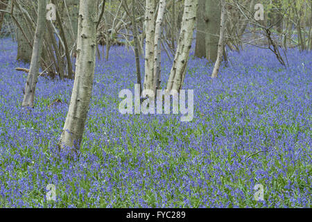 viele Glockenblumen in einer alten Buche Eiche und Birke Wald bodenbedeckend Boden unter Baumkronen Stockfoto