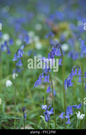 viele Glockenblumen in einer alten Buche Eiche und Birke Wald bodenbedeckend Boden unter Baumkronen Stockfoto