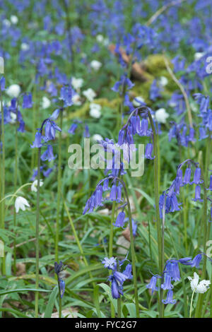 viele Glockenblumen in einer alten Buche Eiche und Birke Wald bodenbedeckend Boden unter Baumkronen Stockfoto