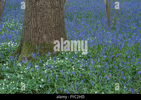 viele Glockenblumen in einer alten Buche Eiche und Birke Wald bodenbedeckend Boden unter Baumkronen Stockfoto