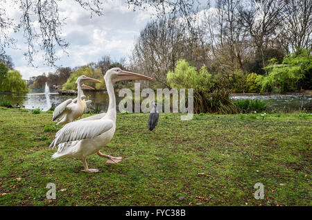 Pelikane und Reiher im St. James Park in London. Stockfoto