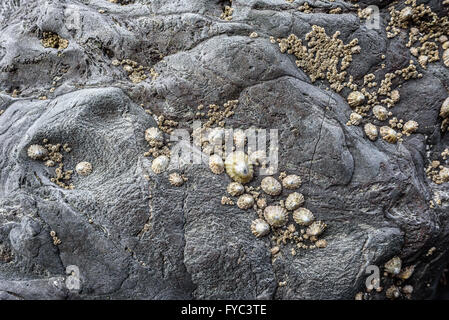 Limpet Muscheln und Seepocken auf vulkanischem Gestein auf Llanddwyn Island, Anglesey, Wales. Stockfoto