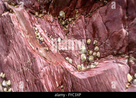 Gemeinsamen Napfschnecken auf Lava-Gestein vulkanischen Ursprungs, rosa Kissen auf Llanddwyn Island, Anglesey, Wales. Stockfoto