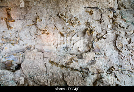 Dinosaur Nationalmonument Stockfoto