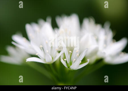 Bärlauch (Allium Ursinum) Nahaufnahmen von Blumen. Eine Pflanze in der Familie Amaryllisgewächse in Blüte, auch bekannt als wilder Knoblauch Stockfoto