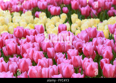 Rote und gelbe Tulpen im Frühling Stockfoto