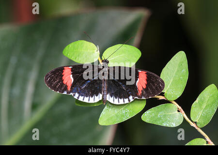 Crimson-gepatcht Longwing Schmetterling (Heliconius Erato) oder Postbote Longwing Stockfoto