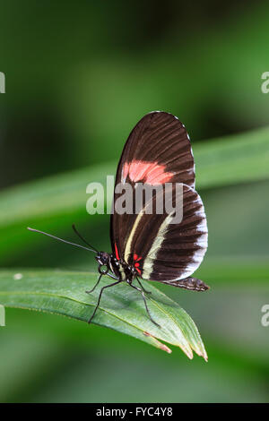 Crimson-gepatcht Longwing Schmetterling (Heliconius Erato) oder Postbote Longwing Stockfoto