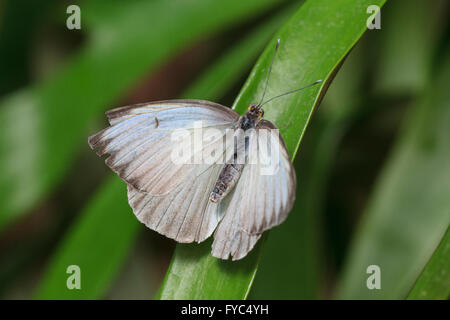 Kohl weiß (Pieris rapae) auf Blatt. Stockfoto